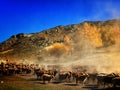 Kazakh nomads herd sheep and cattle Royalty Free Stock Photo